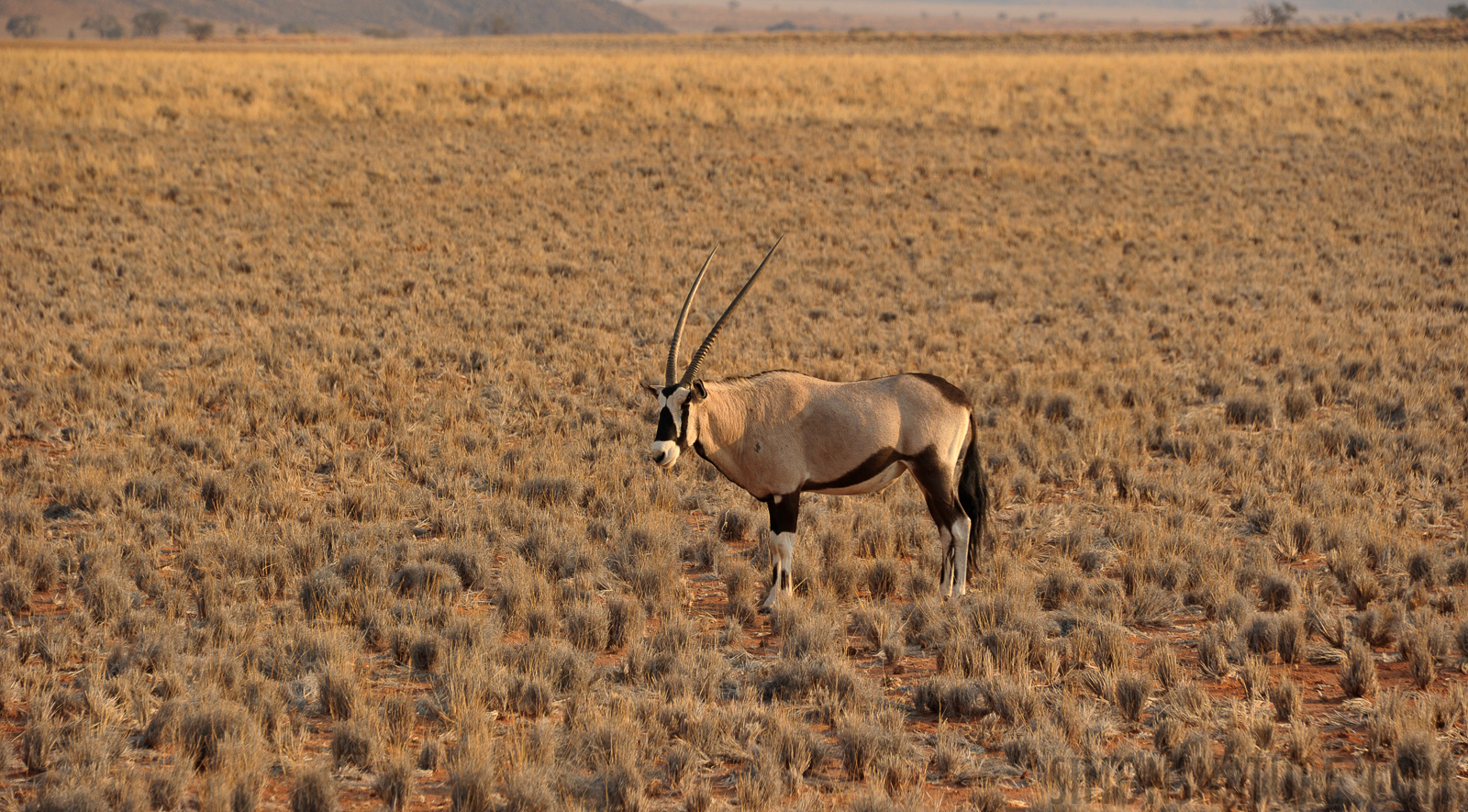 Oryx gazella [210 mm, 1/400 Sek. bei f / 7.1, ISO 400]
